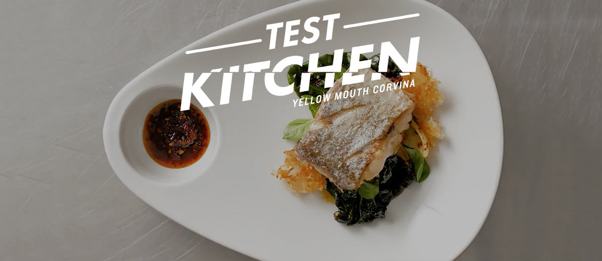 Yellow Mouth Corvina with Work Sharp Culinary and Chef's Roll