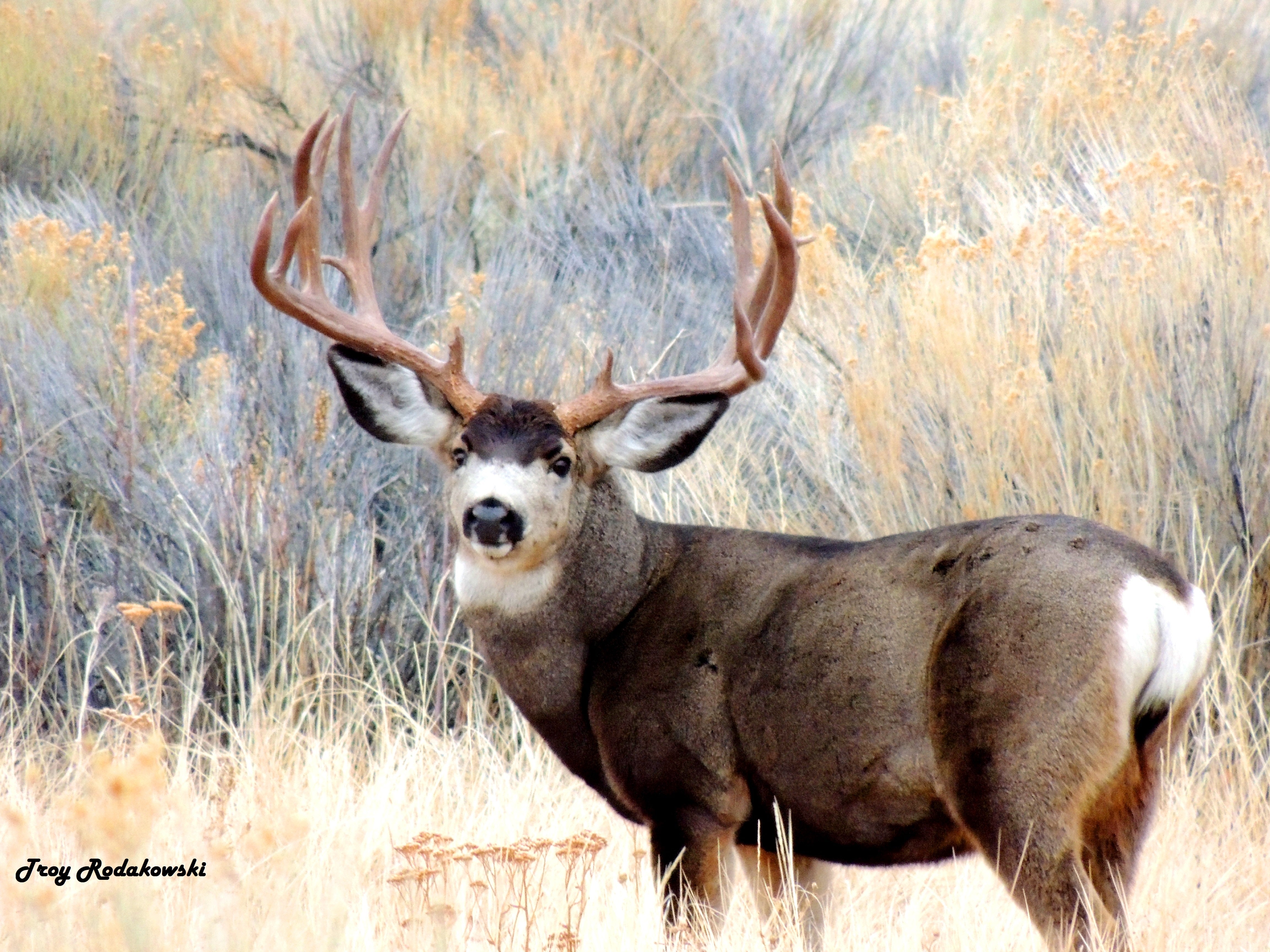 Making That Shot On An Animal Isn't Always Easy.
